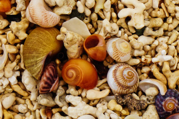 Empty shells on the beach