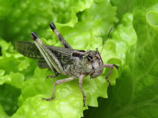 Insecto, saltamontes