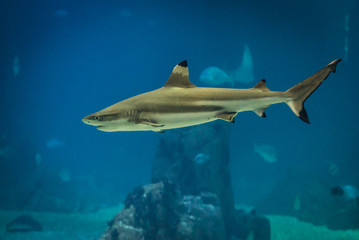 Blacktip reef shark swimming in a water