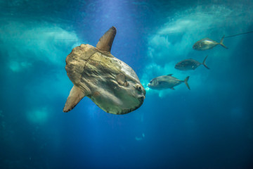 Ocean sunfish also knowna as mola fish swimming in water