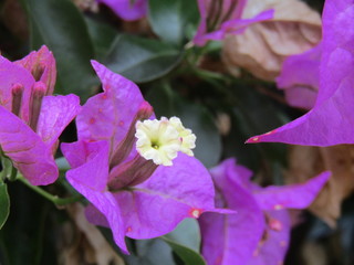 Flor blanca y morada