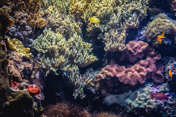 Fototapeta na wymiar View on the different varieties of coral reef in aquarium