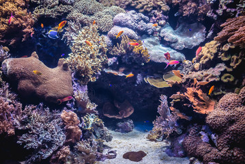 Naklejka na ściany i meble View on the different varieties of coral reef in aquarium