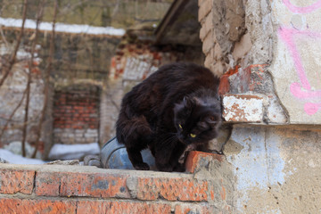 Homeless black cat in spring on the ruins of an old house