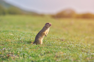 Naklejka na ściany i meble European ground squirrel standing in the grass. (Spermophilus citellus) Wildlife scene from nature. Ground squirrel on meadow