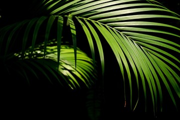 Sunlight and shadow on surface of green palm leaves are growing on dark background in botanical garden, focus on foreground
