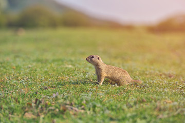 European ground squirrel standing in the grass. (Spermophilus citellus) Wildlife scene from nature. Ground squirrel on meadow