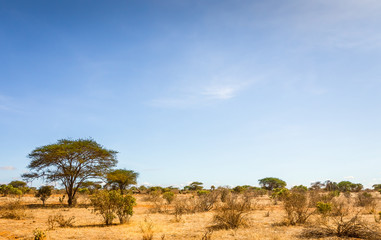 Savannah plains landscape in Kenya