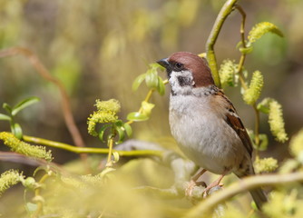 Tree sparrow (passer montanus)
