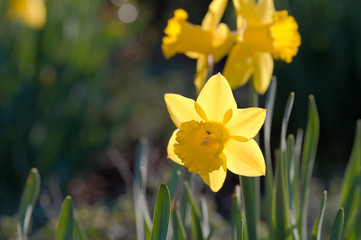 yellow daffodils in spring