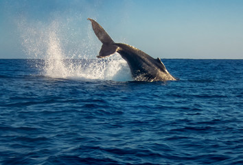 Fototapeta premium Humpback Whale (Megaptera novaeangliae)