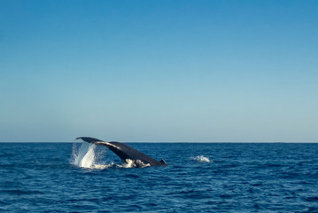Fototapeta premium Humpback Whale (Megaptera novaeangliae)