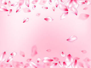 Pink cherry blossom petals isolated