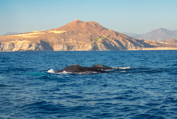 Humpback Whale (Megaptera novaeangliae)