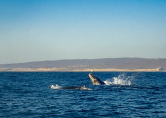 Humpback Whale (Megaptera novaeangliae)