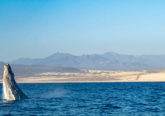 Humpback Whale (Megaptera novaeangliae)