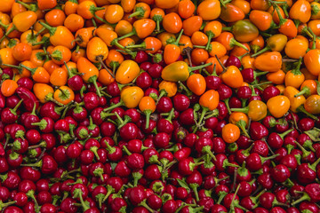 Chinense chili peppers for sale in Livramento food market in Setubal town, Portugal