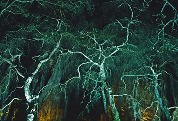 Floodlite Weeping Birch at a woodland garden