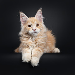 Handsome silver red Maine Coon cat kitten, laying down facing front. Looking beside lens with...