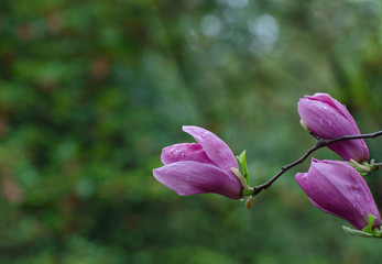 Magnolia blossoms open