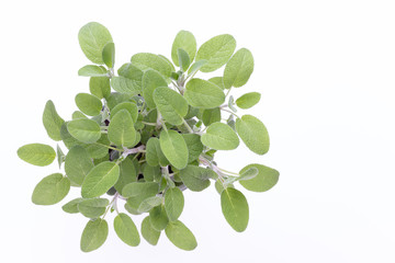 Salvia herb isolated on white background. Top view. Flat lay pattern.
