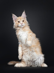 Fototapeta na wymiar Handsome silver red Maine Coon cat kitten, sitting on hind paws / dancing / playing. Looking beside lens with orange / brown eyes. Isolated on black background. Front paws in air beside body.
