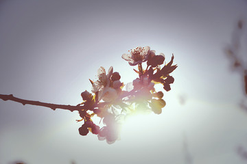 Wiosenne wiśnie w słońcu