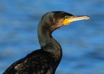 A close up head and shoulders of a Cormorant (Phalacrocorax carbo) sitting by the side of a fishing lake in Cardiff, South Wales, UK