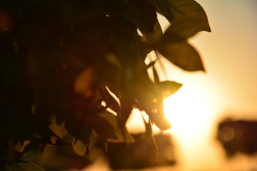 Zach&oacute;d za liśćmi