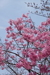 Japanese cherry tree
