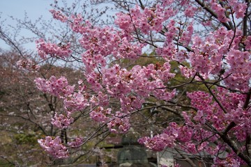 Japanese cherry tree