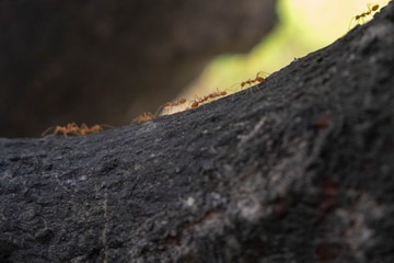 red ants on a log.