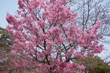 Japanese cherry tree