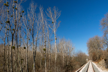 landscape with trees and blue sky