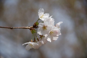 Japanese cherry tree