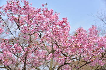 Japanese cherry tree