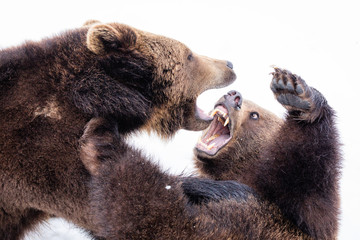 Naklejka premium Two young brown bears fighting in the snow in winter - National Park Bavarian Forest - Germany