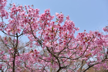 Japanese cherry tree