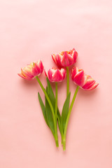 Spring flowers tulips on pastel colors background. Retro vintage style.