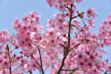 Japanese cherry tree