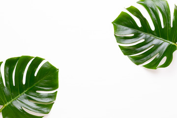 Tropical Jungle Leaf, Monstera, resting on flat surface, on white wooden background.