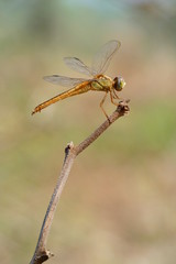 dragonfly