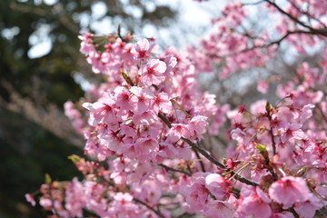 Japanese cherry tree