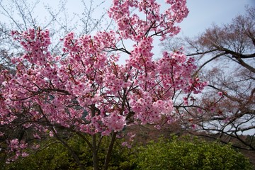 Naklejka premium Japanese cherry tree