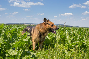 beautiful dog in the agricultural field,a German shepherd in the field of beets stood in the summer