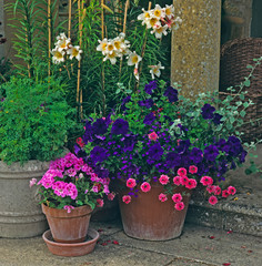 A stone terrace with colouful planted containers of Lillies, Geraniums and Petunia