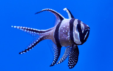 Fototapeta premium fish