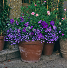 A stone terrace with colouful planted containers of flowers