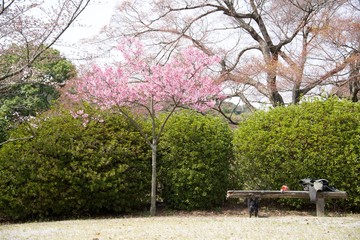 Obraz premium Japanese cherry tree