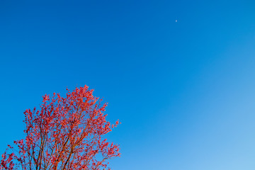 Moon rising over cherry blossomed tree in Washington DC